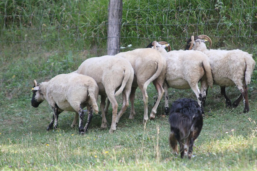 Der Hund und die Schafe